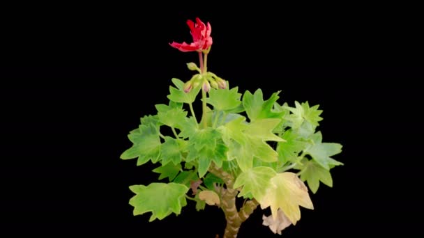 Цвіте Рожевий Геран Пеларгоній Прекрасний Часовий Пояс Відкриття Квітки Червоного — стокове відео