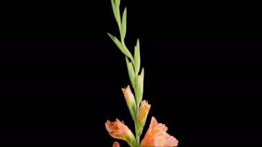 Turuncu Gladiolus Çiçekleri. Kara Arkaplan 'da Orange Gladiolus Çiçeğinin Açılışı' nda güzel bir zaman atlaması. 4K.