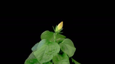 Hibiscus Çiçekleri. Kara Arkaplanda Güzel Sarı Hibiscus Çiçekleri Açılıyor. Zaman aşımı. 4K.