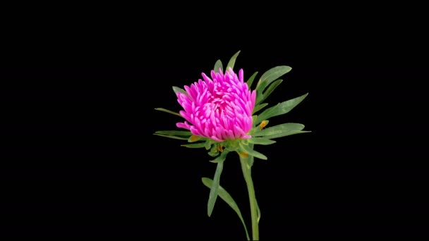 Pink Aster Flower Blossoms Time Lapse Beautiful Pink Aster Flower — Stock Video