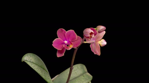 Orchidee Kwitnące Kwitnąca Orchidea Magenta Kwiat Phalaenopsis Czarnym Tle Orchidea — Wideo stockowe