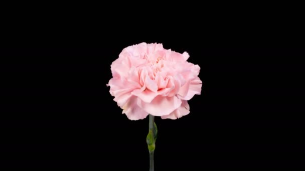 Krásná Časová Prodleva Otevření Růžové Karafiáty Květina Černém Pozadí — Stock video