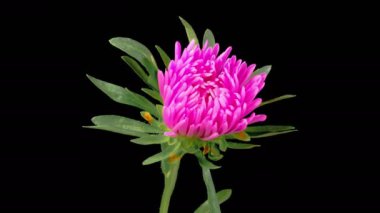 Pembe Aster Çiçeği Çiçekleri. Güzel Pembe Aster Çiçeğinin Siyah Arkaplan Karşısında Açılışının Zaman Hızı. 4K.
