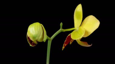 Orkide çiçekleri var. Kara Arkaplan 'da çiçek açan Magenta Orkide Phalaenopsis çiçeği. Zaman aşımı. 4K.