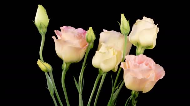 Eustoma Kwitnie Kwiat Różowy Eustoma Grandiflorum Japanese Rose Kwiaty Czarnym — Wideo stockowe