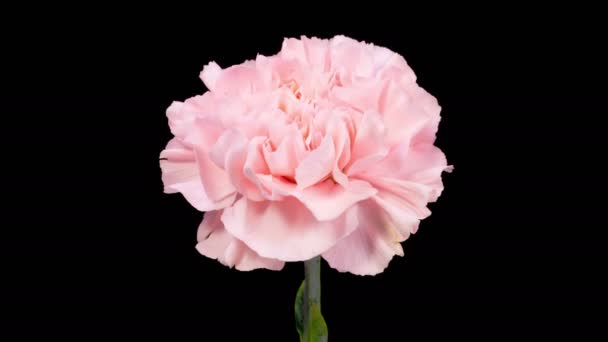 Прекрасний Час Лапс Відкриття Рожевих Гвоздик Квітка Чорному Тлі Кілометровий — стокове відео