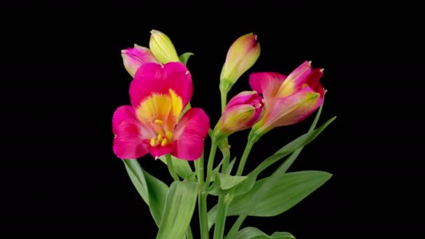 Alstroemeria Blossoms Abrindo Belas Flores Vermelhas Alstroemeria Fundo Preto Time — Vídeo de Stock