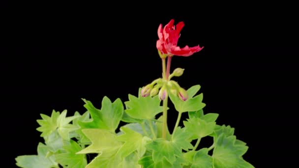 Цвіт Червоного Герана Пеларгонія Beautiful Time Lapse Opening Red Geranium — стокове відео