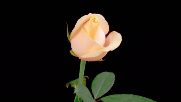 Rose Blossoms Bellissimo Intervallo Tempo Apertura Fiori Rosa Bianca Sfondo — Video Stock