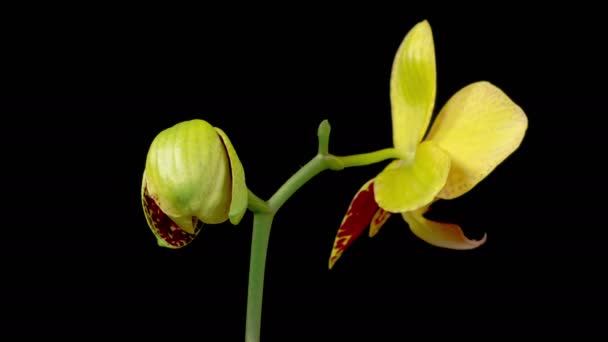Orchidee Kwitnące Kwitnąca Orchidea Magenta Kwiat Phalaenopsis Czarnym Tle Czas — Wideo stockowe