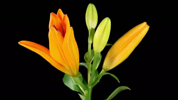 Pomerančová Lily Blossomsová Time Lapse Opening Beautiful Orange Lily Flower — Stock video
