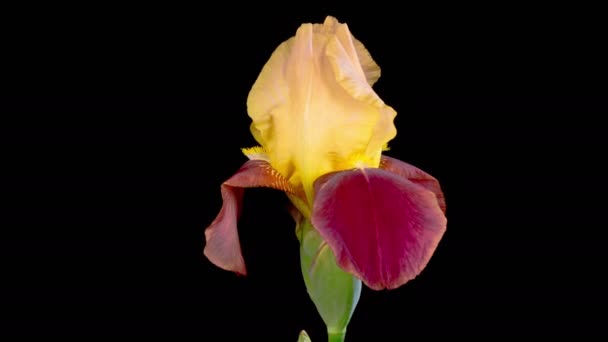 Iris Blossoms Kwitnący Więdnący Żółty Kwiat Tęczówki Czarnym Tle Czas — Wideo stockowe