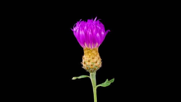 Vackra Time Lapse Blossoms Lila Blomma Persiska Blåklint Centaurea Dealbata — Stockvideo