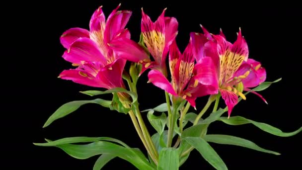Alstroemeria Blossoms Abrindo Belas Flores Vermelhas Alstroemeria Fundo Preto Time — Vídeo de Stock