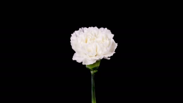 Krásná Časová Prodleva Otevření Bílé Karafiáty Květina Černém Pozadí — Stock video