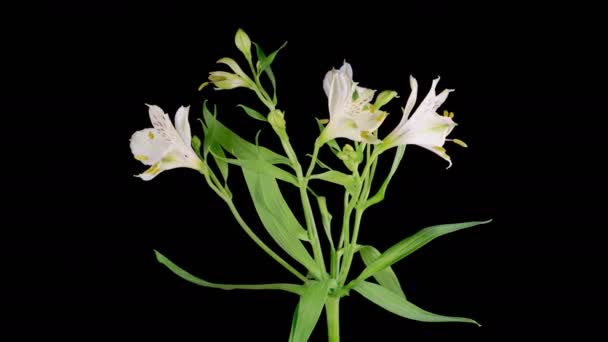 Florece Alstroemeria Apertura Hermosa Alstroemeria Blanca Flores Sobre Fondo Negro — Vídeos de Stock