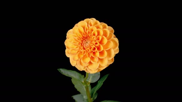 Dahlienblüten Zeitraffer Des Öffnens Und Welkens Schöne Orange Dahlienblüte Auf — Stockvideo