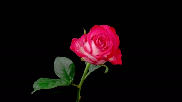 玫瑰绽放 在黑色背景上绽放红玫瑰花的美丽时光 — 图库视频影像