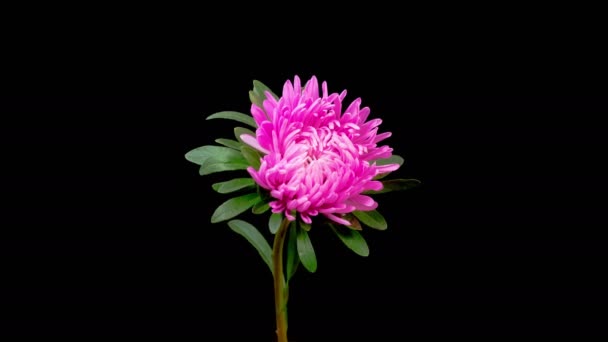 Pink Aster Flower Blossoms Time Lapse Beautiful Pink Aster Flower — Vídeo de stock