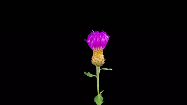 ペルシャコーンフラワーの紫色の花の美しい時間の経過 セントーリア デアルバータ 黒の背景 — ストック動画
