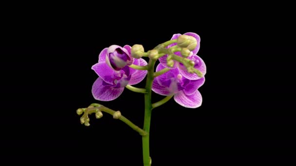 Orchid Blossoms Blooming Purple Orchid Phalaenopsis Flower Black Background Purple — Stockvideo