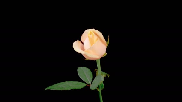 Flor Rosa Hermoso Lapso Tiempo Apertura Flores Rosa Blanca Sobre — Vídeo de stock