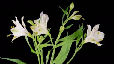 Alstroemeria Çiçekleri. Siyah Arkaplanda Güzel Beyaz Alstroemeria Çiçekleri açılıyor. Zaman aşımı. 4K.