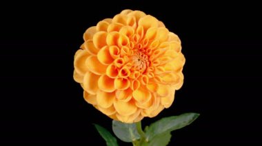 Dahlia Çiçekleri. Kara Arkaplanda Güzel Portakal Çiçeği Açılıp Söndürülen Zaman Hızı. 4K.
