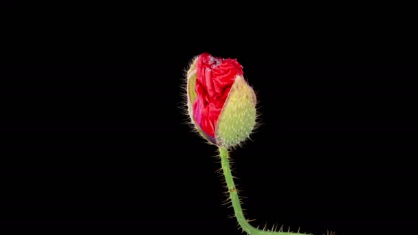 Poppy Blossoms Apertura Marchitamiento Flor Amapola Silvestre Sobre Fondo Negro — Vídeo de stock