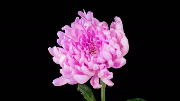 Pink Chrysanthemum Flower Blossoms Time Lapse Beautiful Pink Chrysanthemum Flower — Stok video