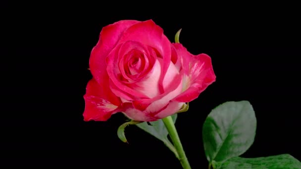 Rose Blossoms Bellissimo Lasso Tempo Apertura Fiori Rosa Rossa Sfondo — Video Stock