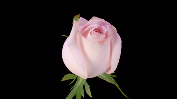 Rosenblüten Schöne Zeitraffer Der Eröffnung Rosa Rose Blumen Auf Schwarzem — Stockvideo