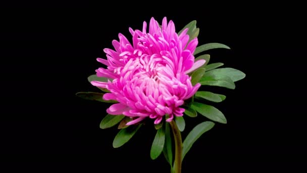 Pembe Aster Çiçeği Çiçekleri Güzel Pembe Aster Çiçeğinin Siyah Arkaplan — Stok video