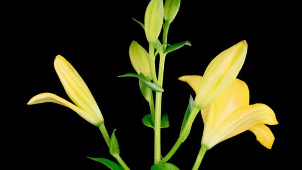 Sarı Zambak Çiçekleri Güzel Sarı Zambak Çiçeği Nin Açılışının Zaman — Stok video