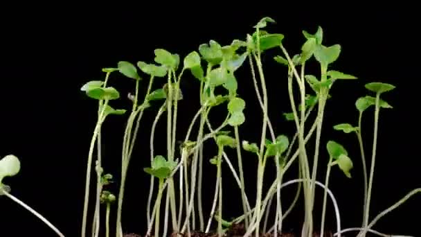 Beautiful Time Lapse Growth Microgreens Radish Rośliny Czarnym Tle — Wideo stockowe