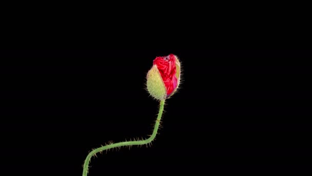 Poppy Kwitnie Otwieranie Usychanie Dziki Kwiat Maku Czarnym Tle Czas — Wideo stockowe