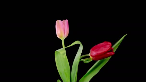 Tulipány Kvetou Krásná Timelapse Dvou Růžových Červených Tulipánů Květiny Kvetoucí — Stock video
