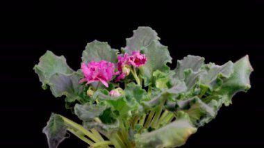 Saintpaulia Blossoms. Beautiful Time Lapse of Growing and Opening Pink Saintpaulia African Violet on black background. 4K. 
