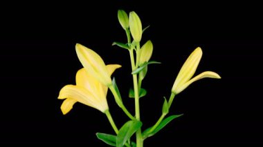 Sarı Zambak Çiçekleri. Güzel Sarı Zambak Çiçeği 'nin Açılışının Zaman Süreleri. Kara Arkaplan. 4K.