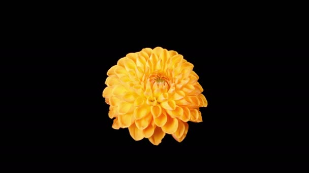 Dahlia Blossoms Time Lapse Opening Withering Piękny Kwiat Pomarańczy Dahlia — Wideo stockowe