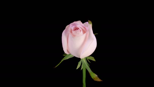 Rózsa Virágok Gyönyörű Idő Lapse Nyitó Rózsaszín Rózsa Virágok Fekete — Stock videók