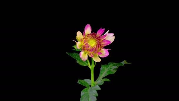 Dahlia Blossoms Time Lapse Opening Beautiful Pink Dahlia Flower Black — Stockvideo