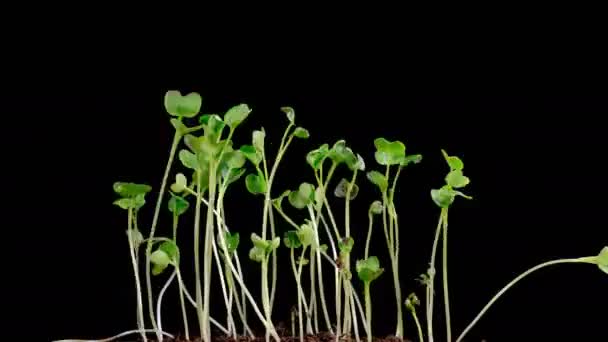 Tempo Bonito Lapso Crescimento Microgreens Plantas Rabanete Contra Fundo Preto — Vídeo de Stock