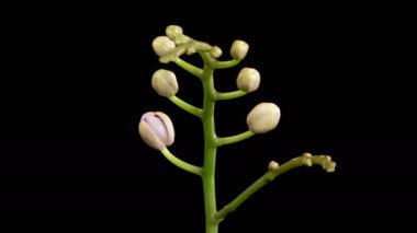 Orkide çiçekleri var. Kara Arkaplan 'da çiçek açan mor orkide falaenopsis çiçeği. Mor Kraliçe. Zaman aşımı. 4K.