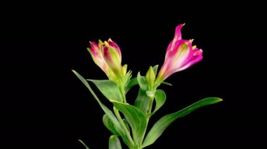 Alstroemeria Çiçekleri. Kara Arkaplanda Güzel Pembe Alstroemeria Çiçekleri açılıyor. Zaman aşımı. 4K.
