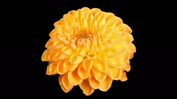 Dahlia Blossomsová Time Lapse Otevírání Svadnutí Krásná Oranžová Dahlia Květ — Stock video
