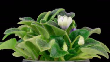 Saintpaulia Çiçekleri. Büyüme ve Beyaz Saintpaulia Afrikalı Violet 'in siyah arka planda açılışı. 4K. 
