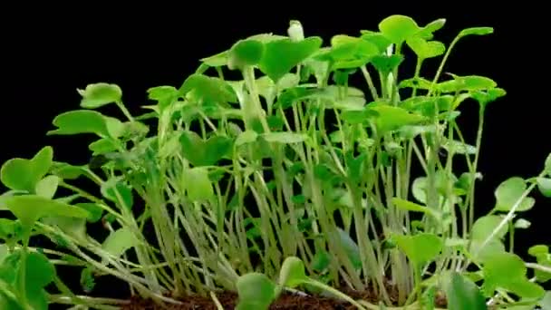 Gyönyörű Időeltolódás Növekedés Mikrozöldek Retek Növények Ellen Egy Fekete Háttér — Stock videók