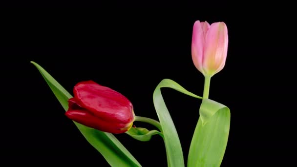 Tulipany Kwitną Piękny Timelapse Dwa Różowe Czerwone Tulipany Kwiaty Kwitnące — Wideo stockowe