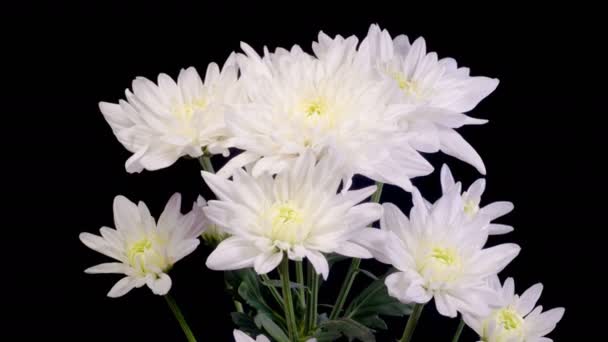 Kasımpatı Çiçekleri Güzel Beyaz Kasımpatı Çiçeklerinin Siyah Arkaplan Karşısında Açılışı — Stok video